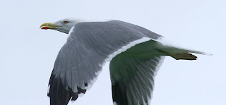 Yellow-legged Gull in flight