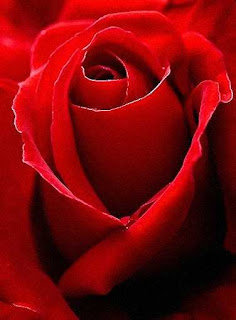 Flores: Rosas Rojas