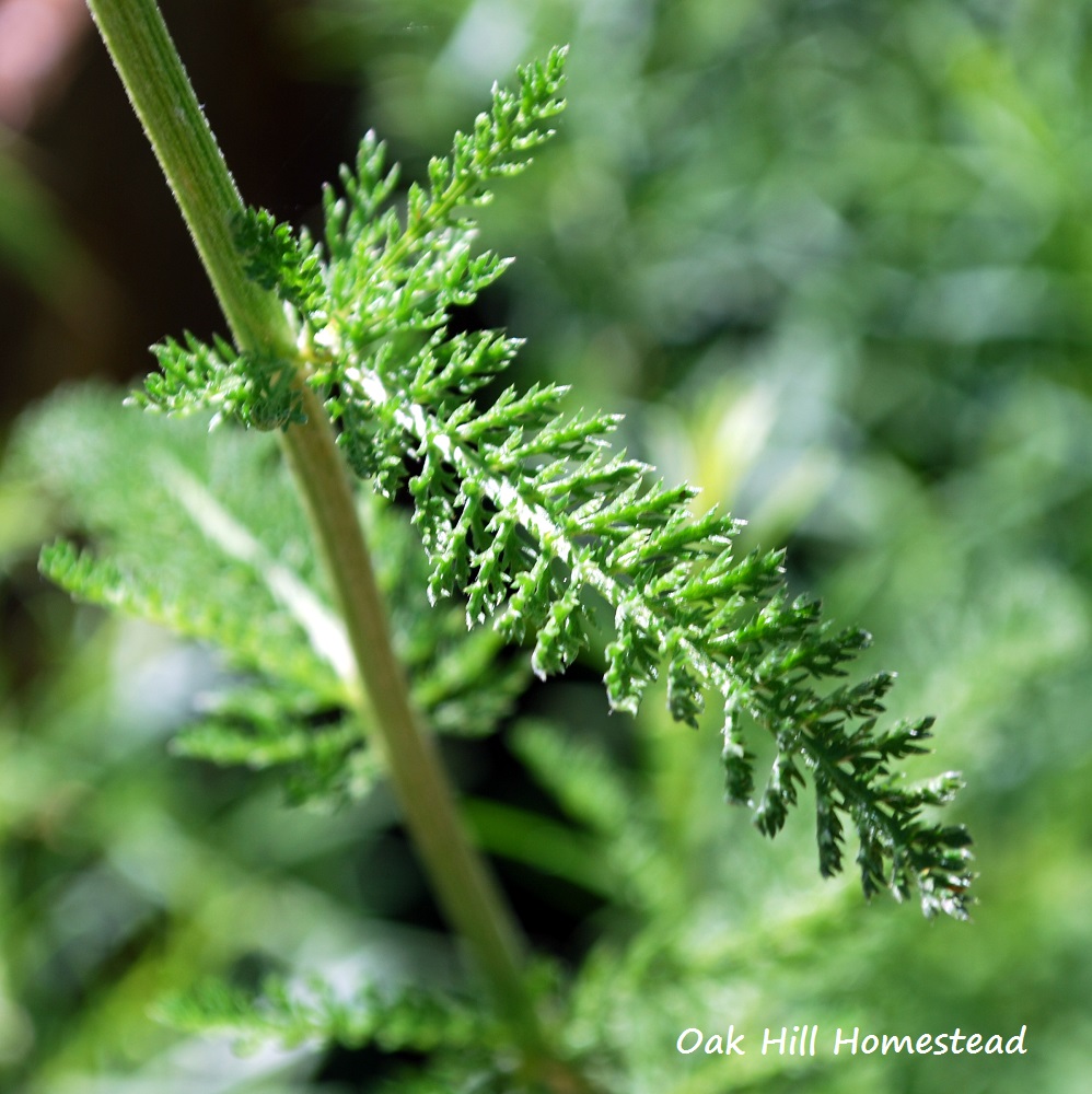 How To Forage, Harvest and Dry Yarrow Oak Hill Homestead