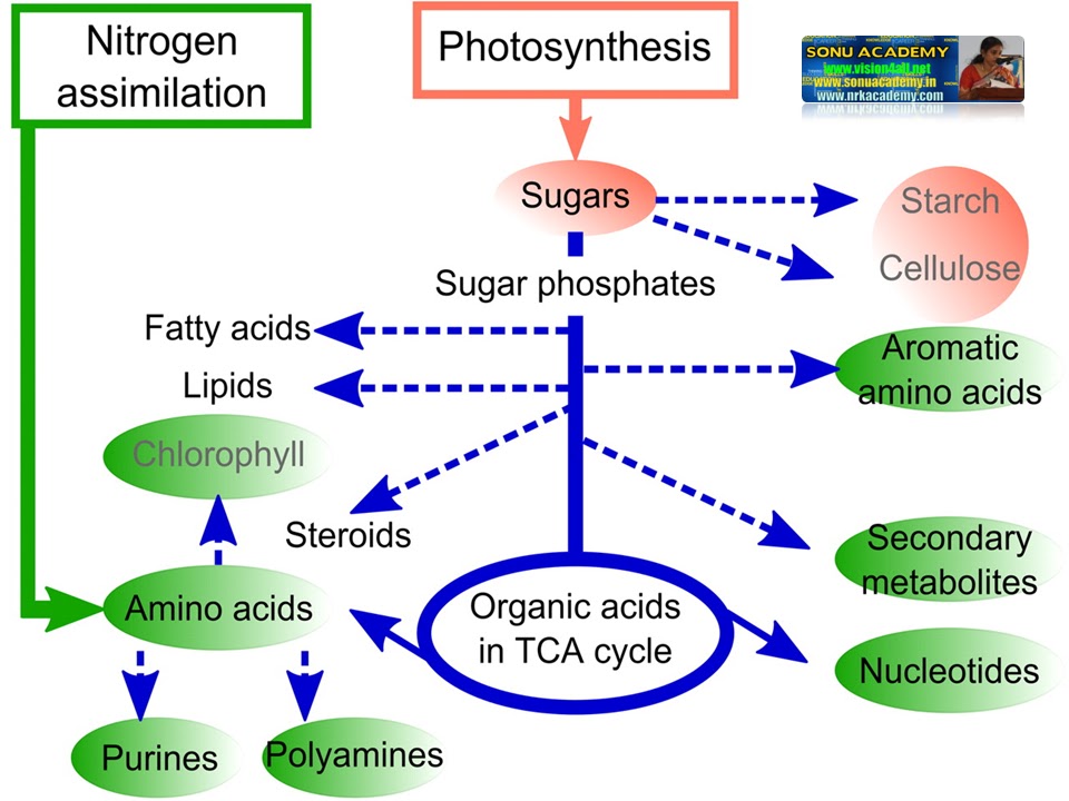 Importance of photosynthesis image
