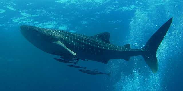 whale-shark-قرش الحوت