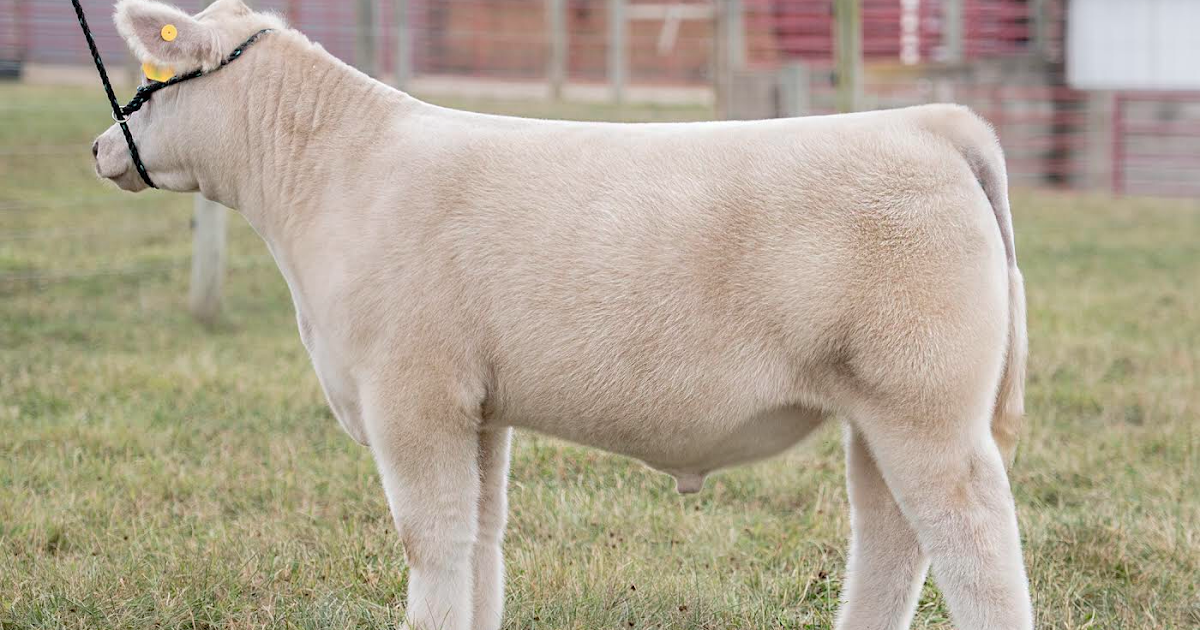 RCC Blog: Holy Smoker Steer at Green Oak
