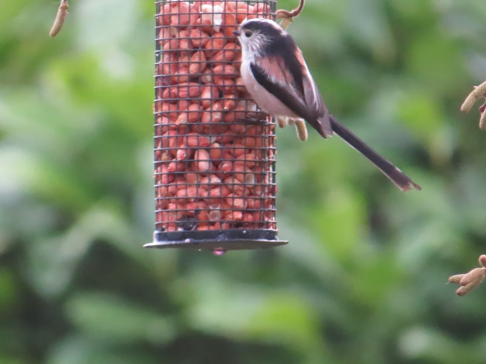 Appleton Wildlife Diary RSPB Big garden bird watch 2014