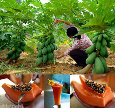health benefits of pawpaw health benefits of pawpaw