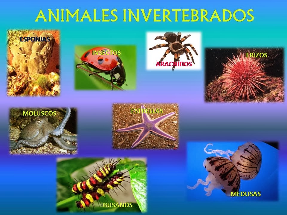 PRIMER CICLO EN ARTATSE: Conocimiento del Medio