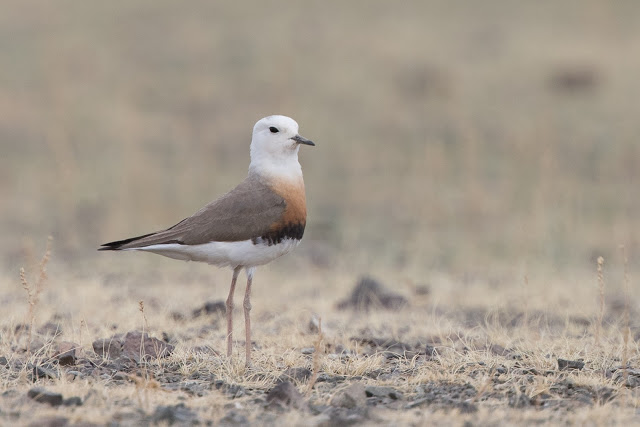 Mongolia - May 2017