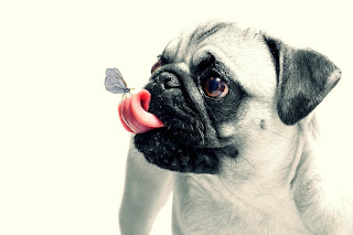 dog-716530_960_720