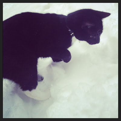 Nigel in the snow