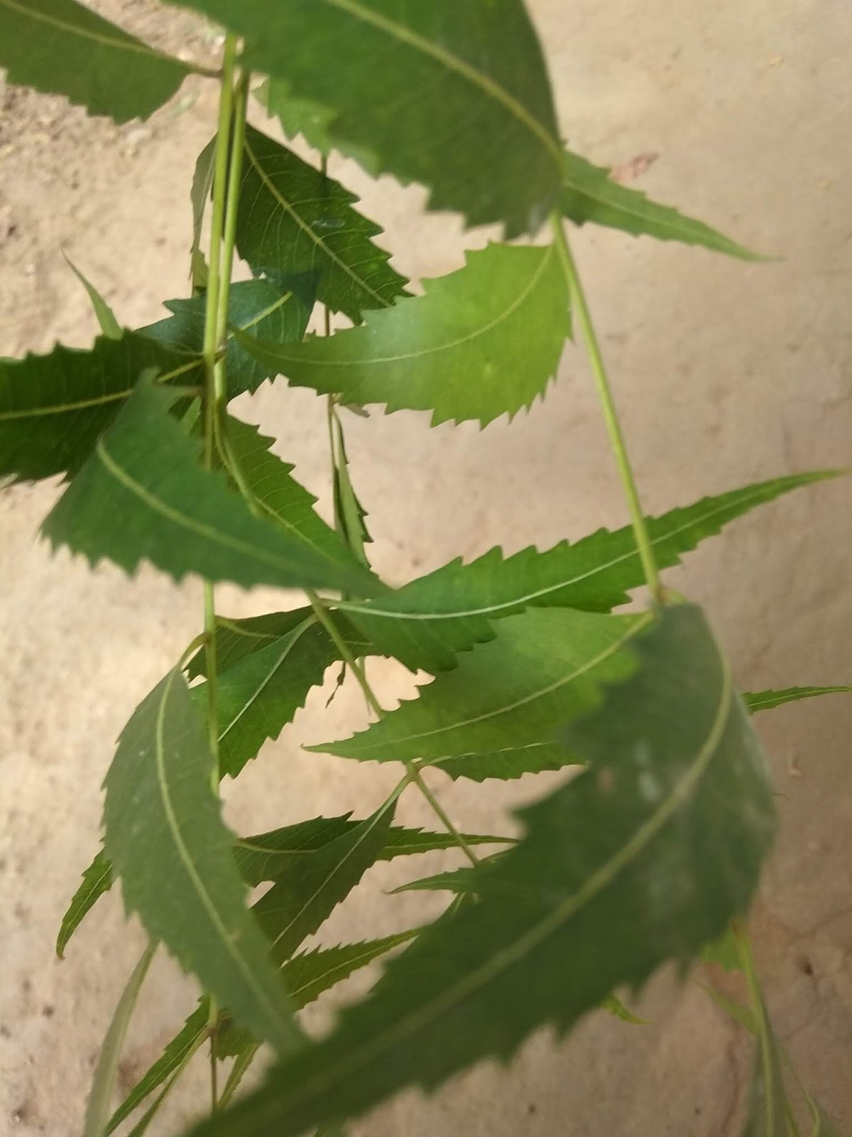 Neem plant it's herb benefite in hindi