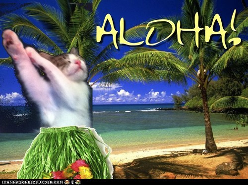 [Image: aloha-cat.jpg]