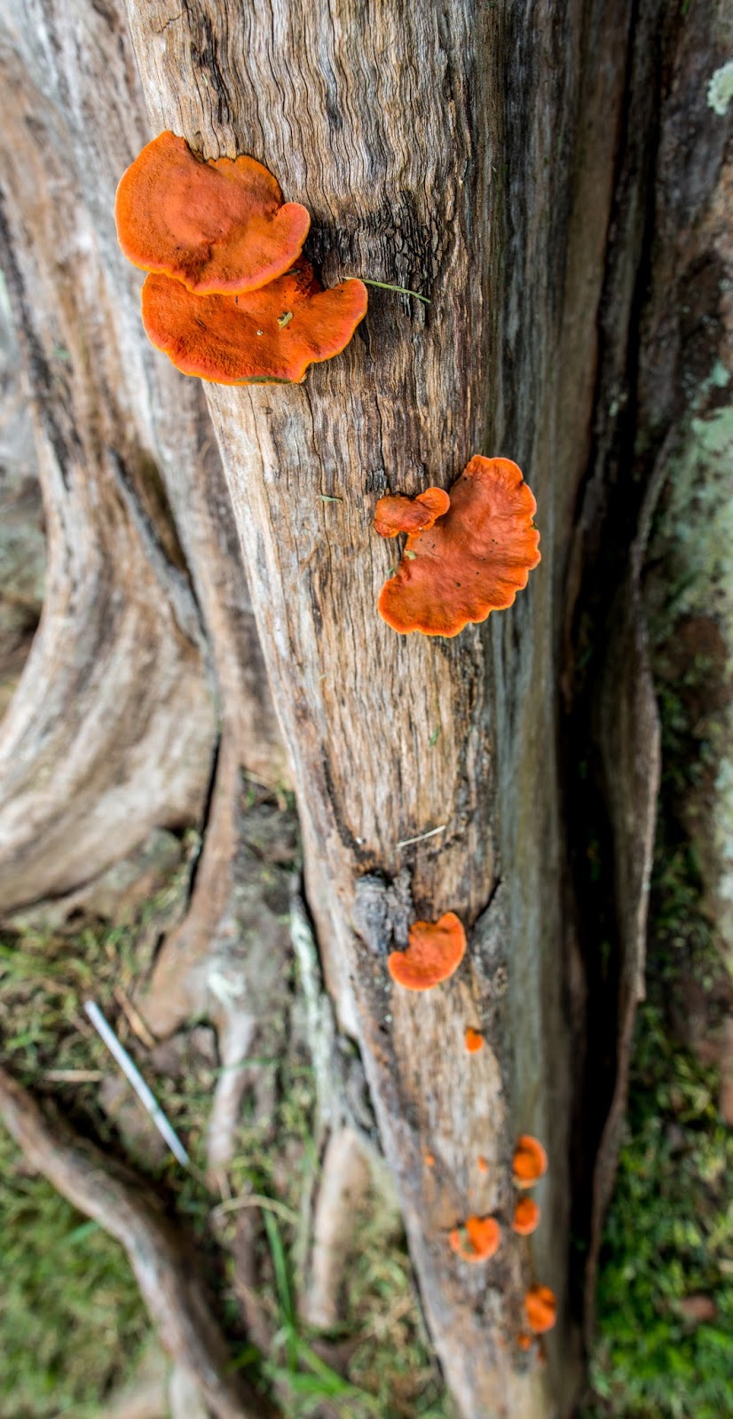 The 3 Foragers Foraging for Wild, Natural, Organic Food Wild