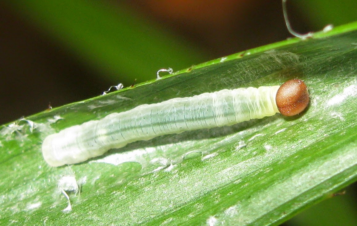 Nature Of Srilanka: Tree Flitter (Hyarotis adrastus adrastus) - රුක්සැරියා