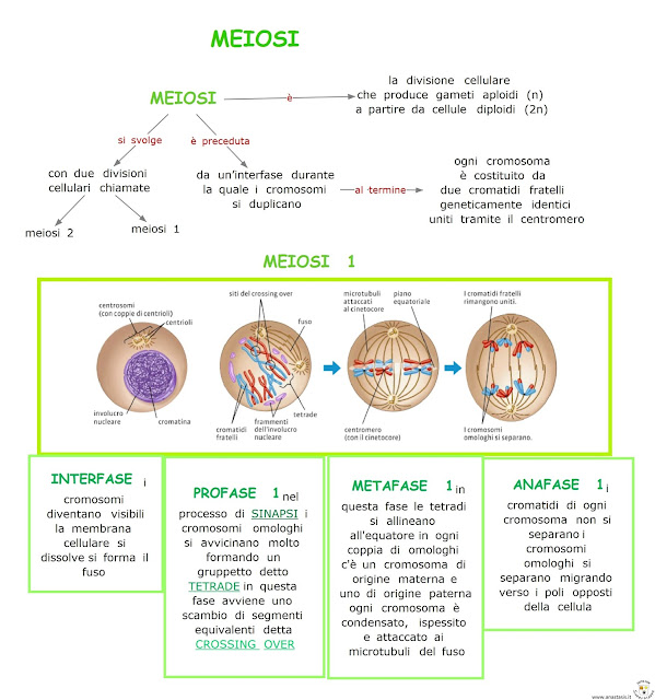 Paradiso delle mappe Meiosi Paradiso delle mappe Meiosi