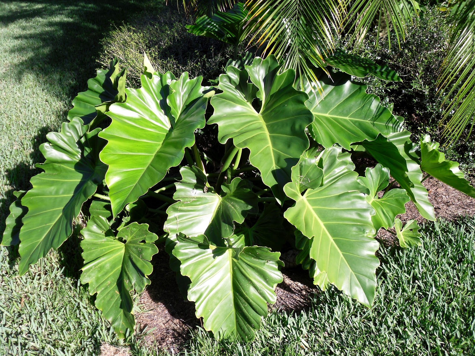 Jupiter Real Estate and Lifestyle Philodendron "Speciosum" adds