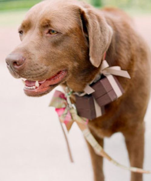 PAJE CANINO - ALIANZAS MATRIMONIALES