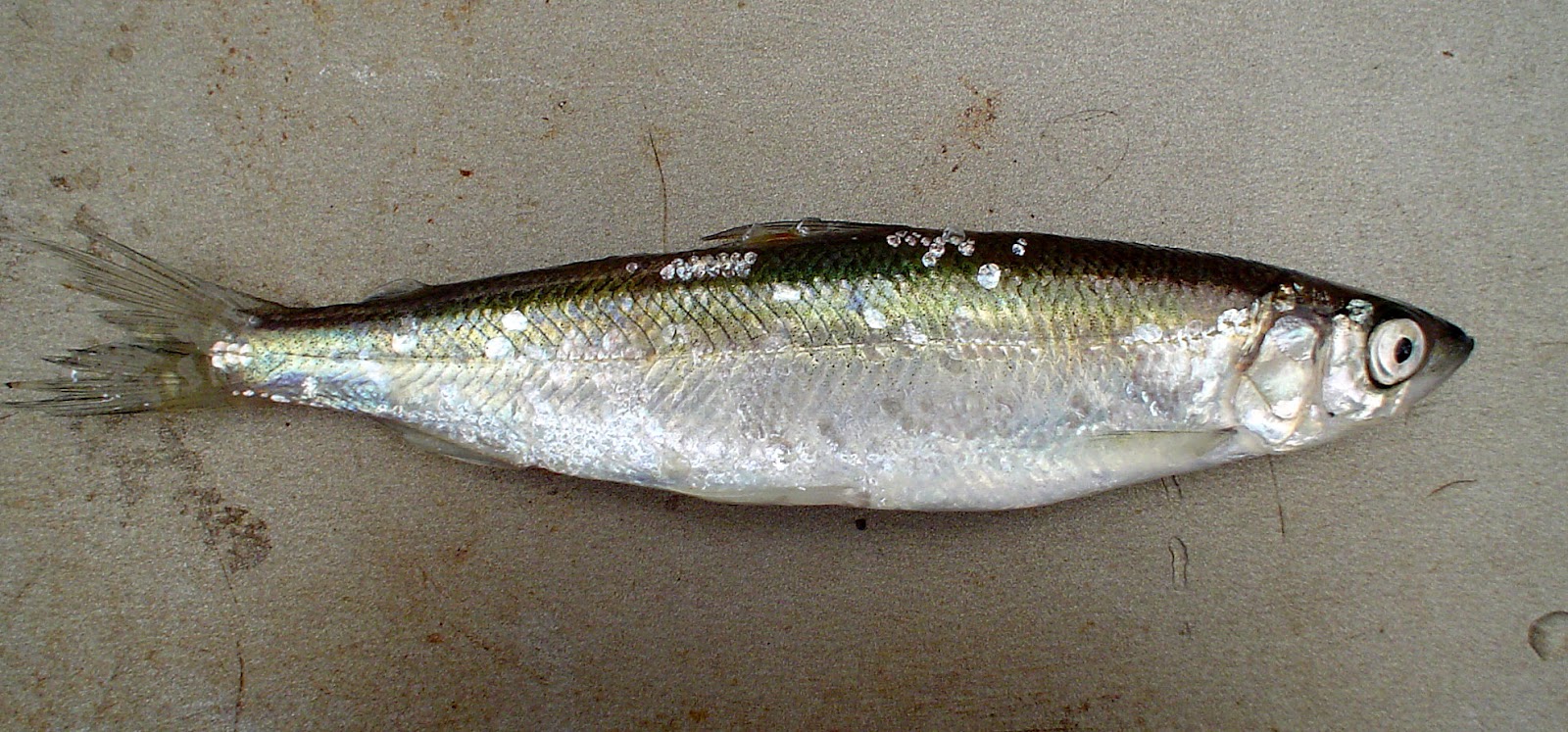 Från Trelleborg till Kiruna- Kost mot MS.: VITAMINER OCH MINERALER