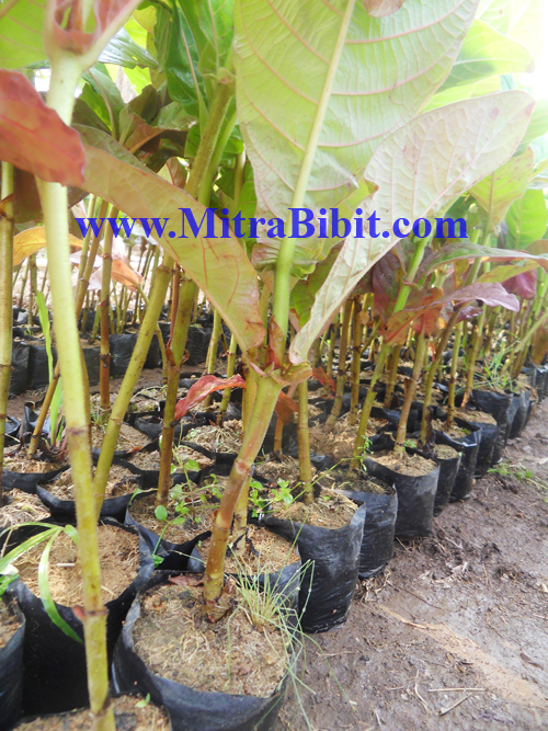 CV Mitra Bibit: Bibit Jabon Merah / Samama