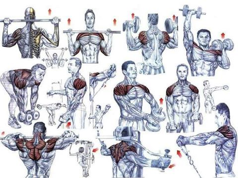 اجدد تمارين لكمال الاجسام 2017 عالمي الخاص