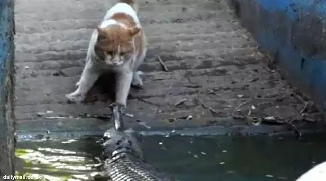 Sungguh Biadab, Seekor Kucing Dilempar ke Kolam Berisi Buaya Kelaparan Sungguh Biadab, Seekor Kucing Dilempar ke Kolam Berisi Buaya Kelaparan