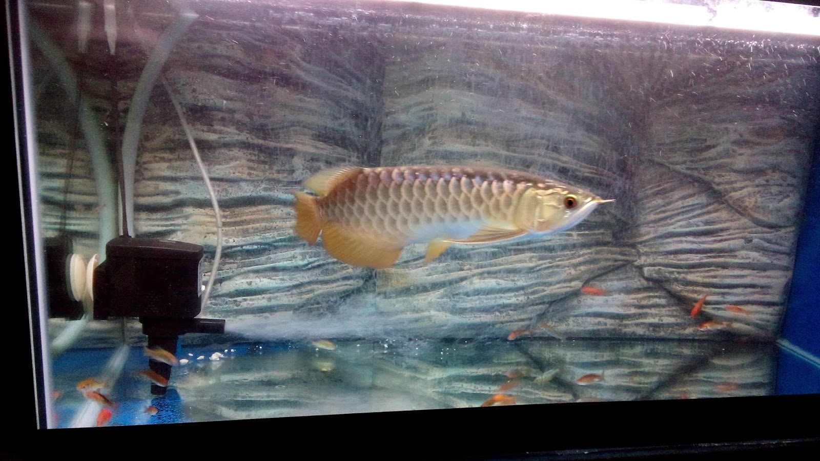 Anak Ikan Kelisa Murah : waderteam-pro.blogspot.com: umpan untuk