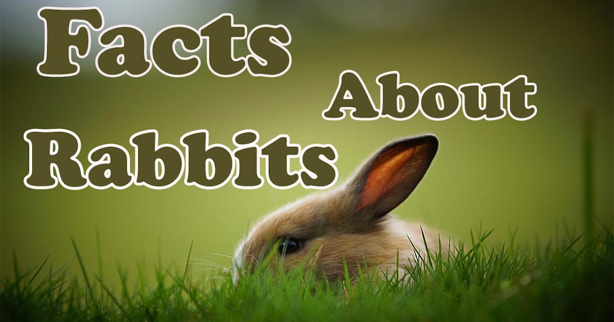 Multi Facts Interesting Facts About Rabbits