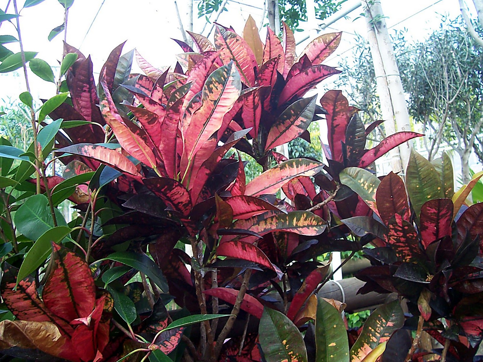 FLORACIONES EN MÁLAGA Y MÁS Plantas