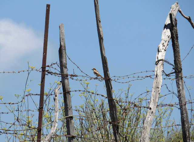 Woodchat Shrike - Spain