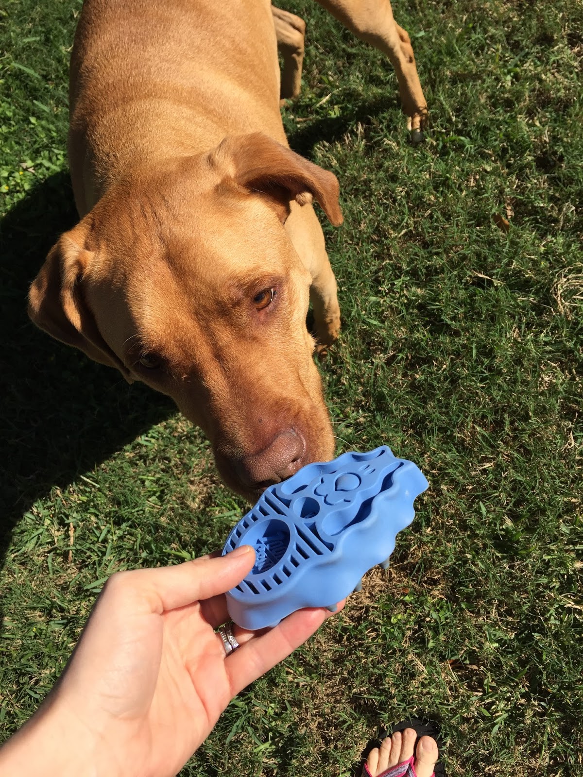 Leopold S Crate Have A Short Haired Dog This Brush Is Perfect