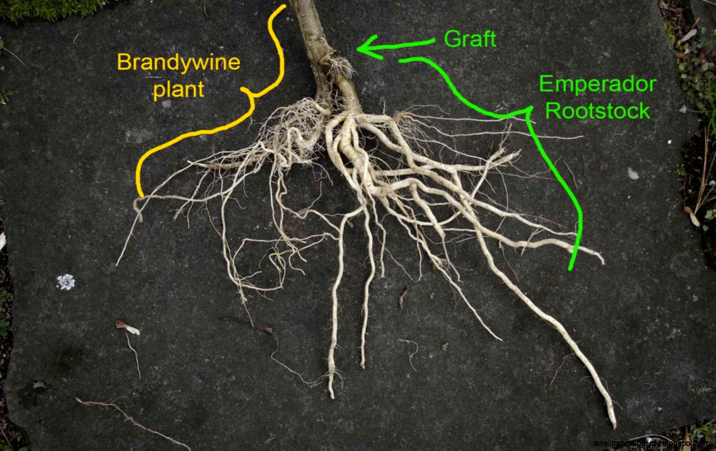 Graft  Long Driveway