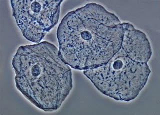 Observacion de celulas a través del microscopio celula animal