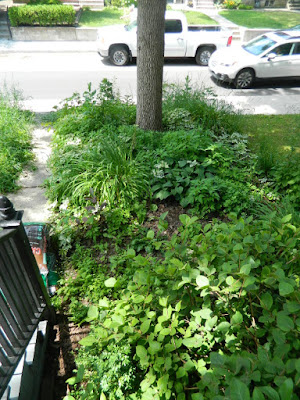 Little Italy Toronto Front Garden Cleanup before by Paul Jung Gardening Services Little Italy Toronto Front Garden Cleanup before by Paul Jung Gardening Services