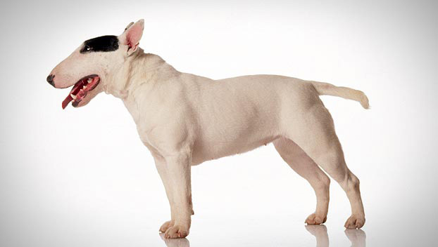 Raças de cães Bull Terrier Miniatura Só Cães e Cachorros