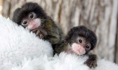 Smallest Monkey