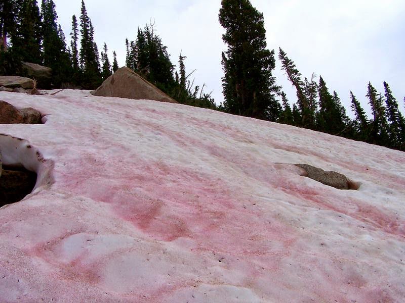 Watermelon snow, also called snow algae, red snow, or blood snow, is Chlamydomonas nivalis.