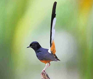 Erek Erek Burung Murai Batu 2d 3d 4d Menurut Buku Mimpi Erek Erek