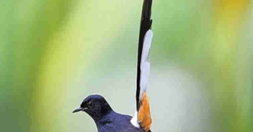 Erek Erek Burung Murai Batu 2d 3d 4d Menurut Buku Mimpi Erek Erek