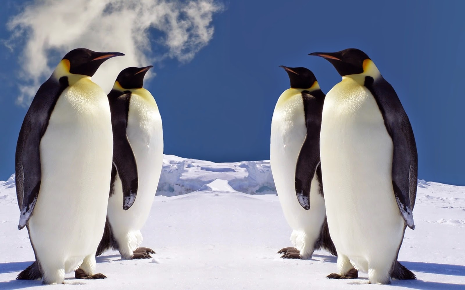 Mundo animal PinguimImperador
