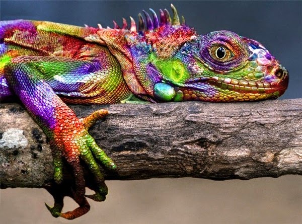 Penyakit Pada Iguana Hewan Indonesia Dan Jual Beli