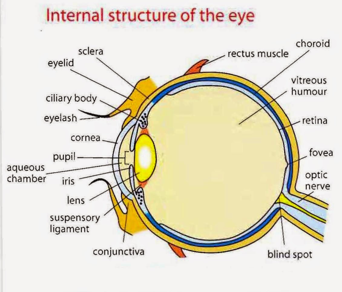 Human Eye Anatomy Parts Of The Eye Explained Interest - vrogue.co