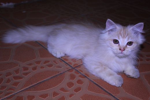 Mengenal Lebih Dekat Jenis Kucing Persia Medium - Blog 