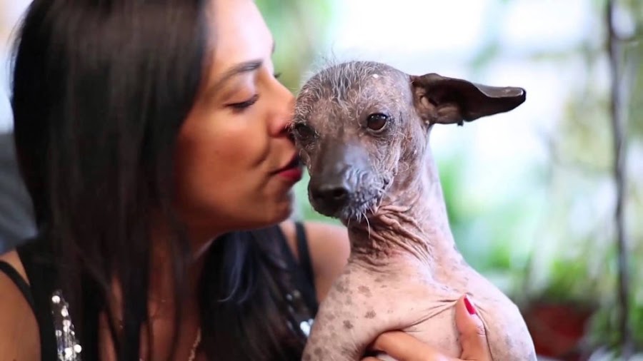 Dante perro de Miguel, es de raza Xolo.