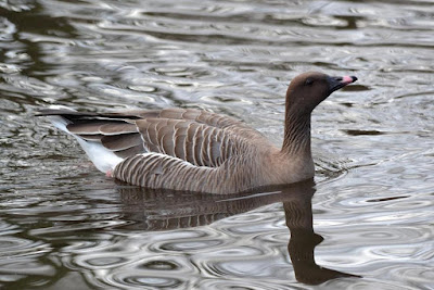 Pink footed Goose