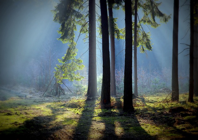 Paseduluran Hutan Rimba Likuran Paseduluran Nguripna Rasane Urip