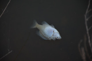 kill algae in koi pond