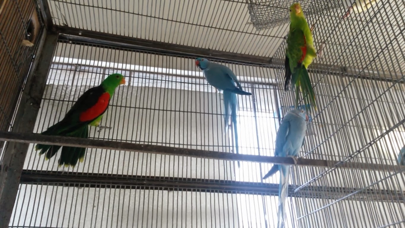 Indian Ringneck Parrot Parakeet Breeding Description Habit Food