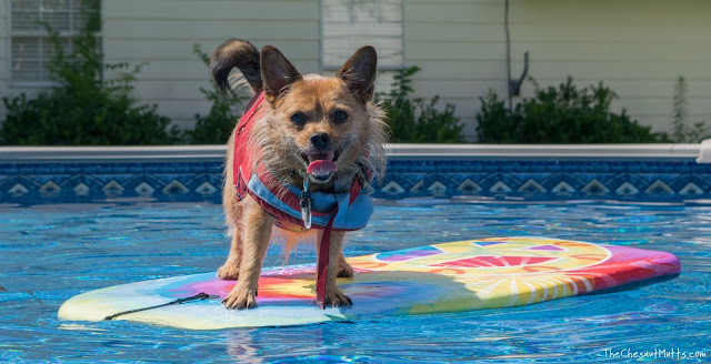 Jada the dog surfing in the pool during the summer