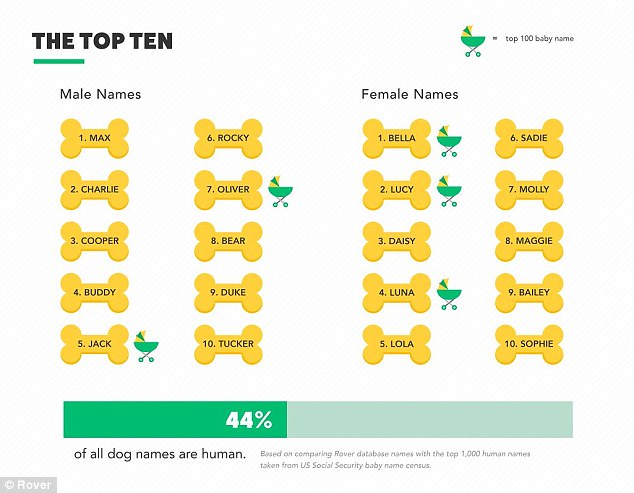 Dog Names