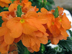 Crossandra infundibuliformis