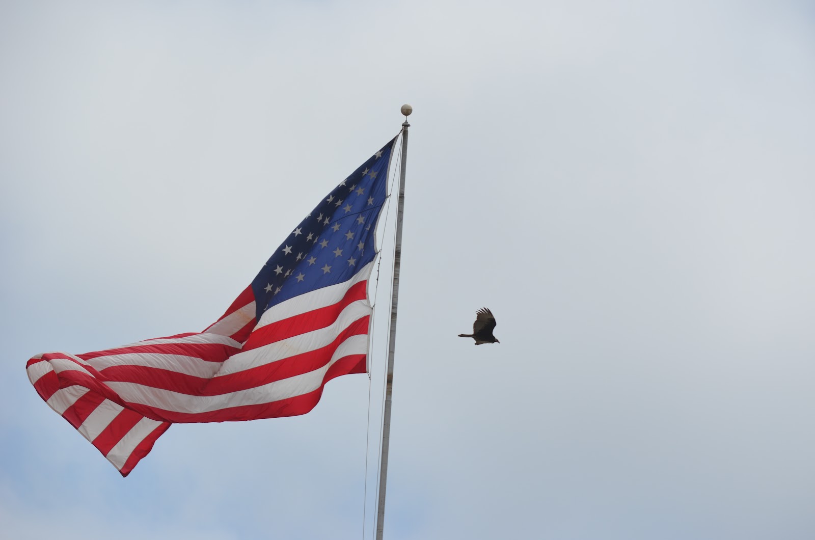 Tough is not enough Moss Landing & Point Lobos State Park, Monterey