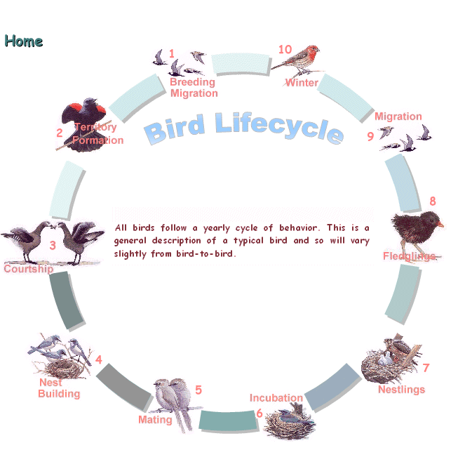 Parrot Life Cycle Diagram 2850 | The Best Porn Website